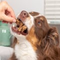 When should you give your dog a dental treatment?