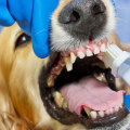 Is dog teeth cleaning really necessary?